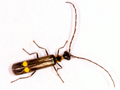 Malthodes marginatus